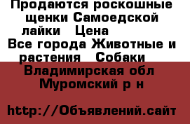 Продаются роскошные щенки Самоедской лайки › Цена ­ 40 000 - Все города Животные и растения » Собаки   . Владимирская обл.,Муромский р-н